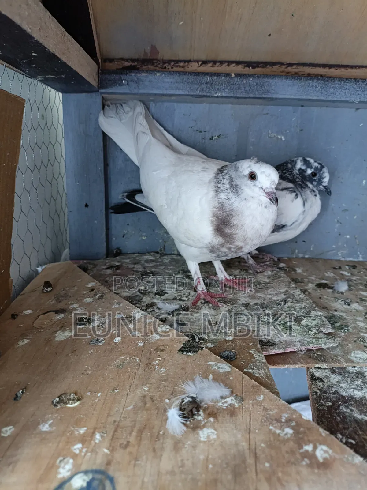 Pigeons for Sale
