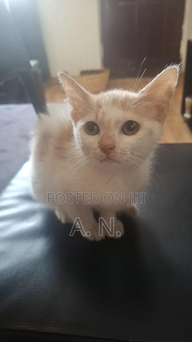 1-3 months Female Mixed Breed Cat