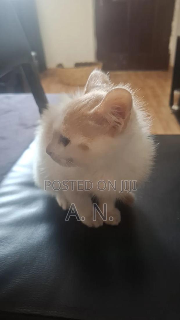 1-3 months Female Mixed Breed Cat - thumbnail 2