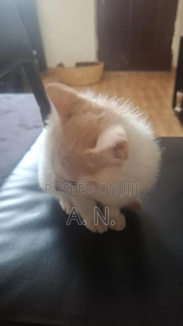 1-3 months Female Mixed Breed Cat - thumbnail 3