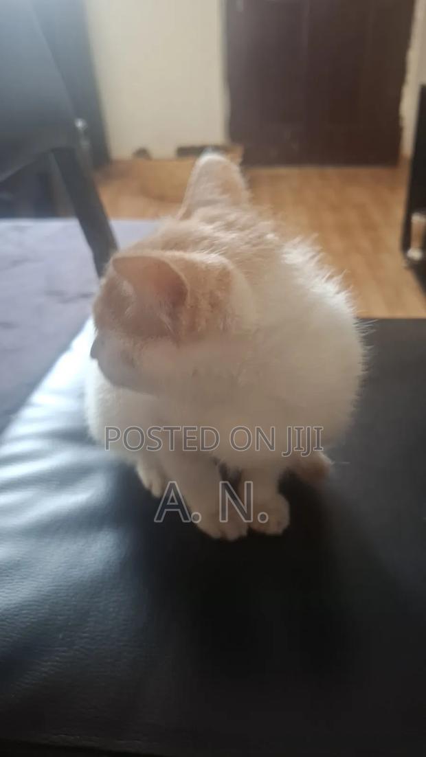 1-3 months Female Mixed Breed Cat - thumbnail 4