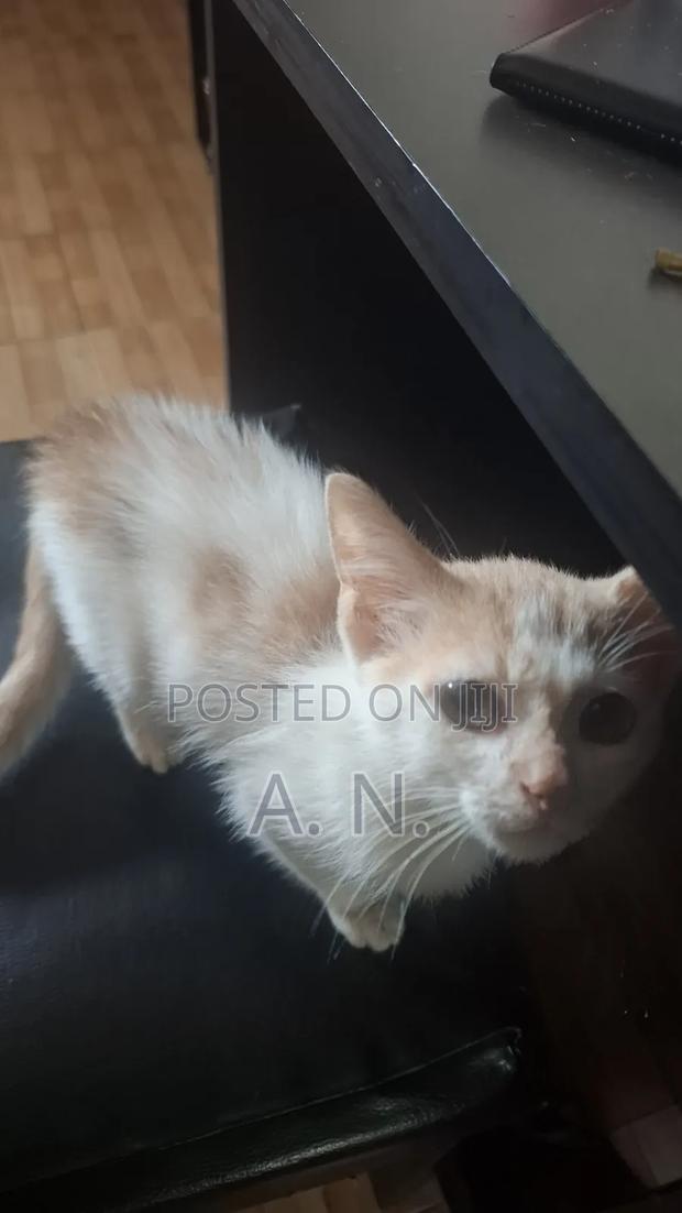 1-3 months Female Mixed Breed Cat - thumbnail 5