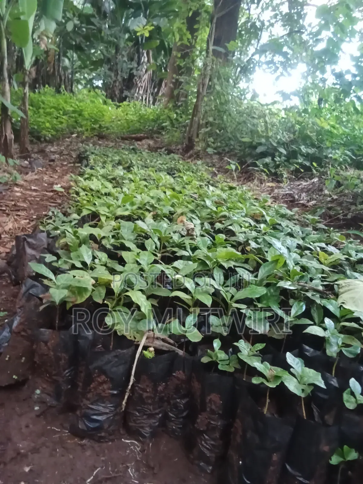 Grafted Ruiru 11 Coffee