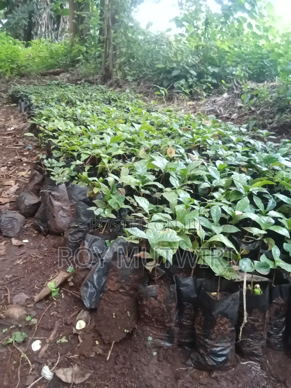 Grafted Ruiru 11 Coffee