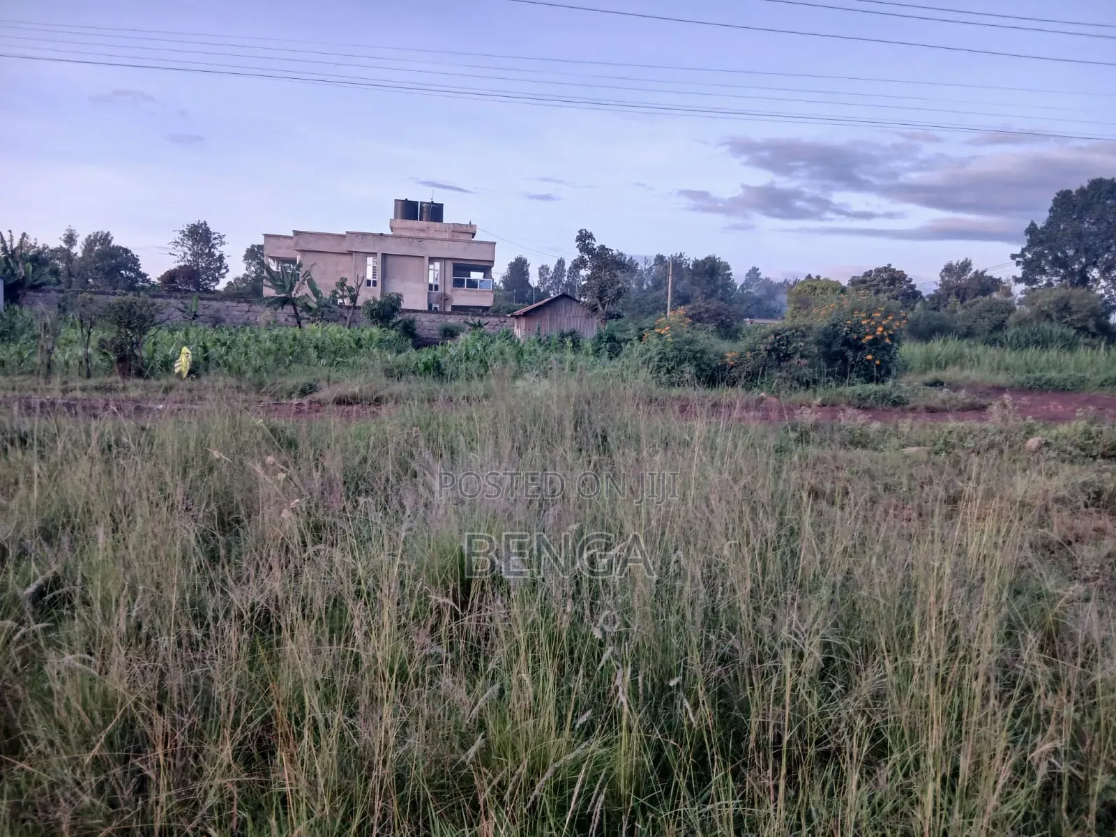 Greenridge Murera Coffee Ruiru Plot