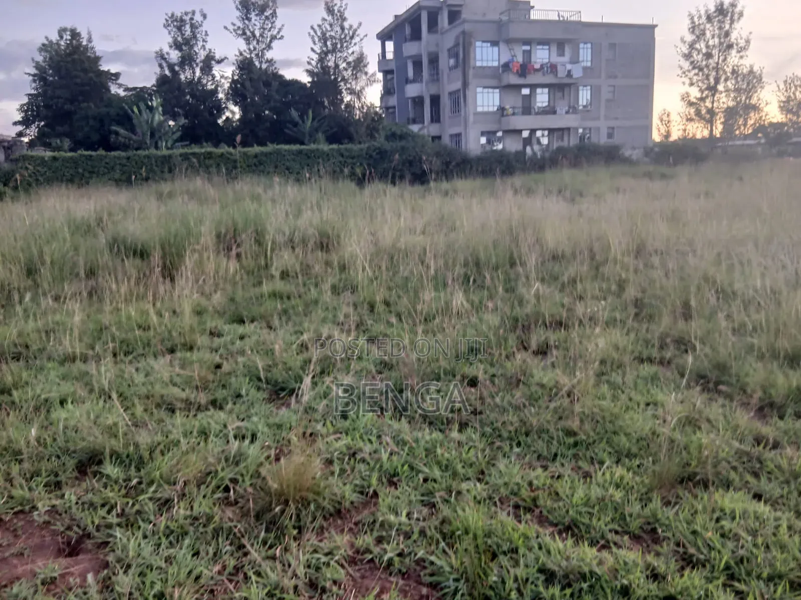 Greenridge Murera Coffee Ruiru Plot