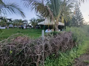 Greenridge Murera Coffee Ruiru Plot