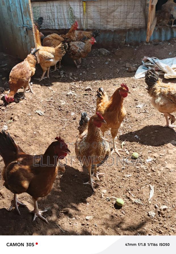 Kuku Cock Mature - thumbnail 3