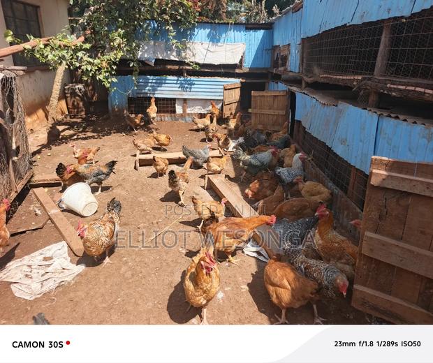 Kuku Cock Mature - thumbnail 4