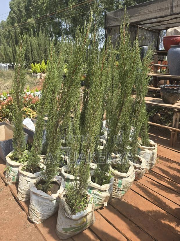 Italian Cypress Tree,Driveway Plants