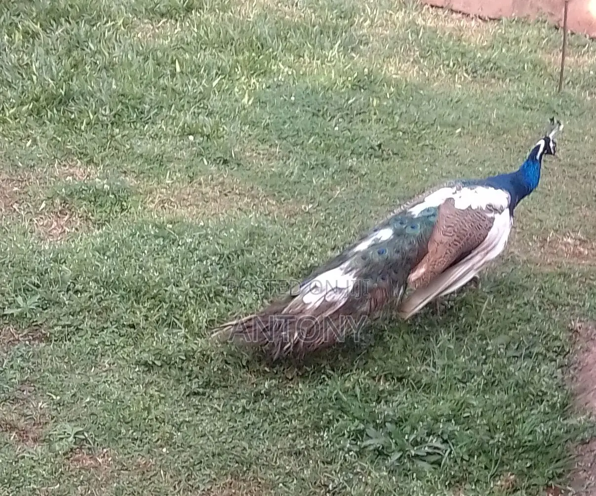Mature Male Peakcock