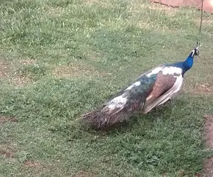 Mature Male Peakcock