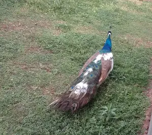 Mature Male Peakcock
