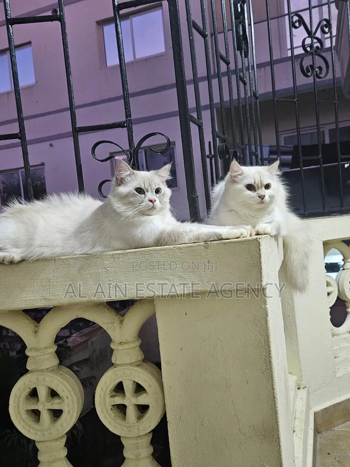 3-6 months Female Purebred Persian