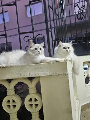 3-6 months Female Purebred Persian