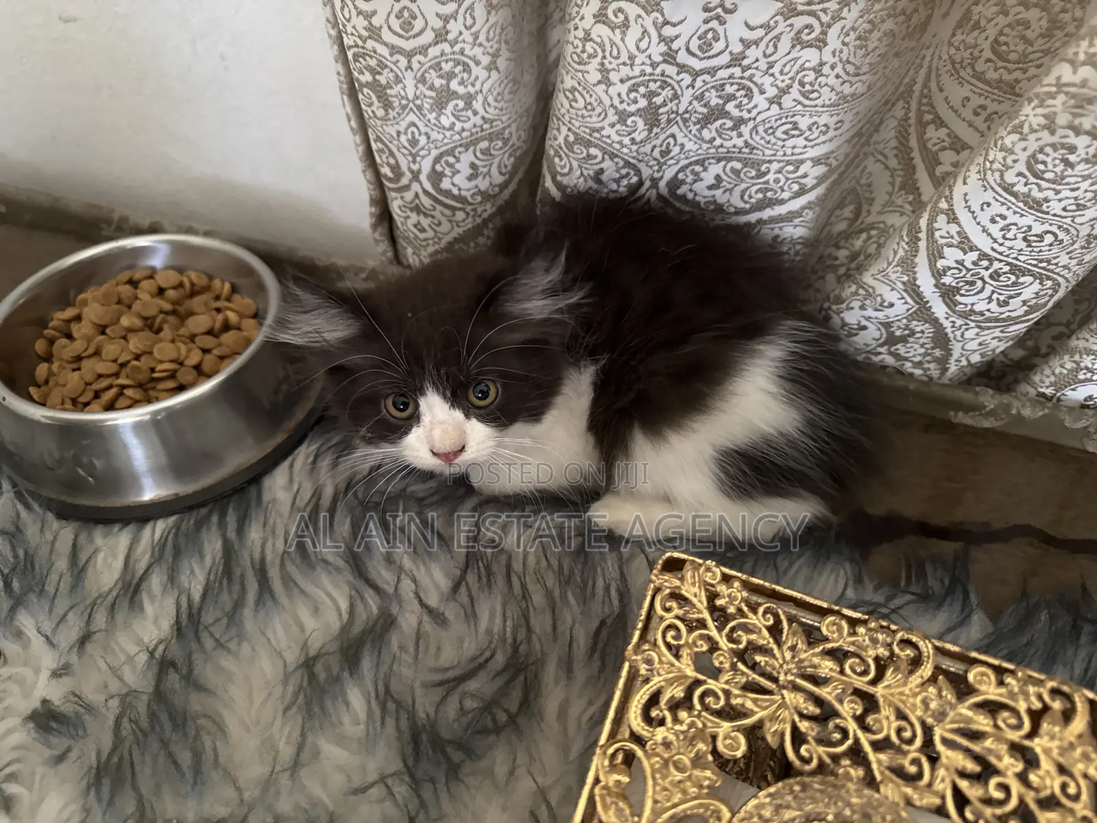 3-6 months Female Purebred Persian