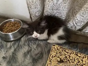3-6 months Female Purebred Persian
