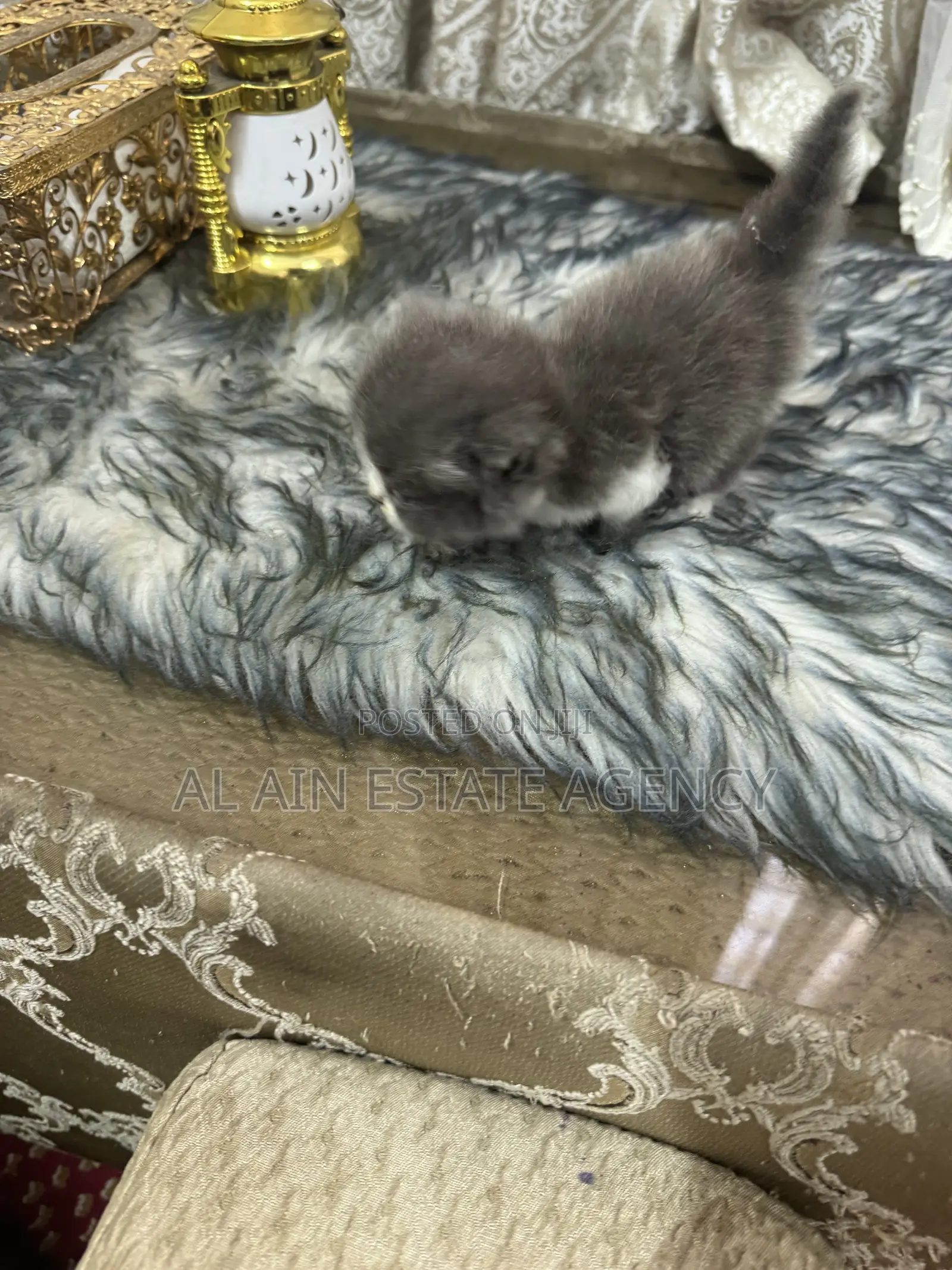 3-6 months Female Purebred Persian