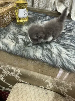 3-6 months Female Purebred Persian
