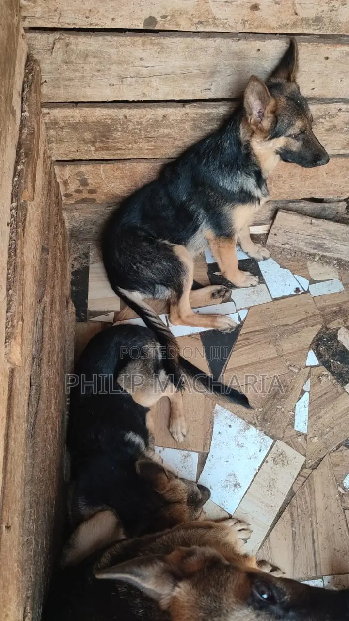 3-6 months Female Purebred German Shepherd