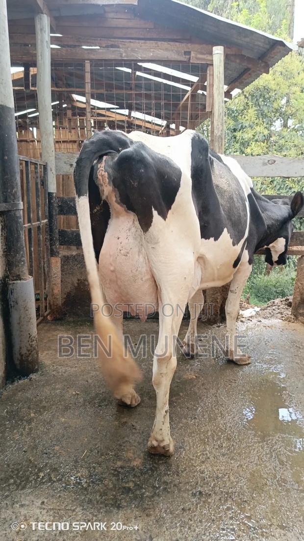 50 Litres Per Day Cow on Sale - thumbnail 2