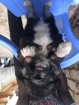 1-3 months Female Purebred Havanese