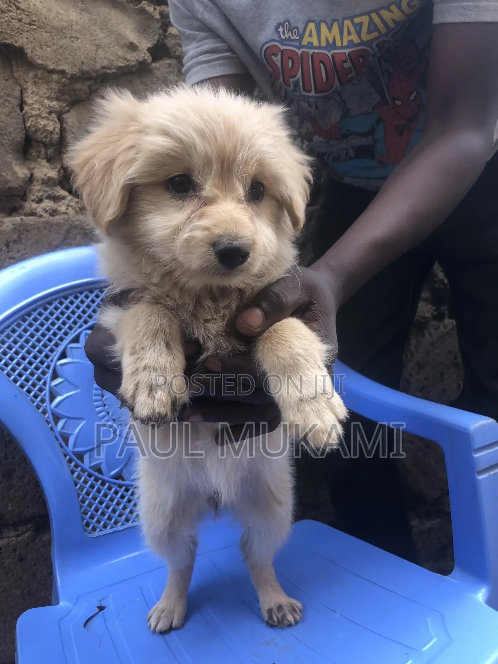 1-3 months Female Purebred Labrador Retriever