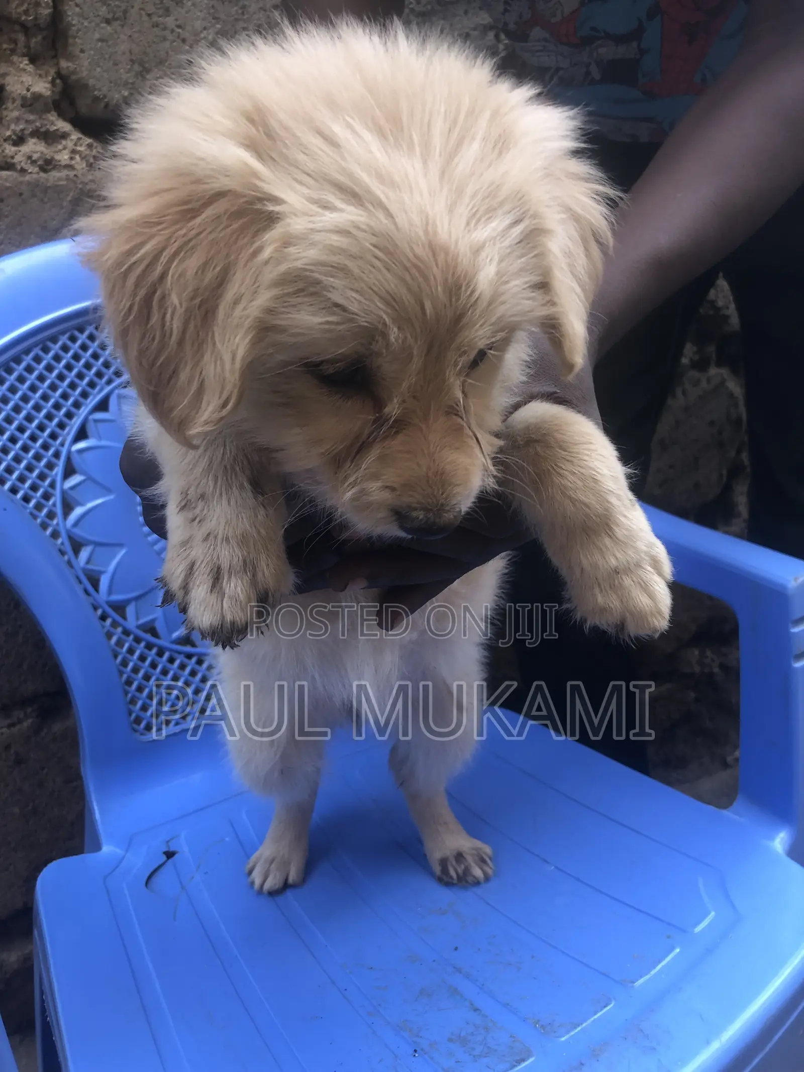 1-3 months Female Purebred Labrador Retriever