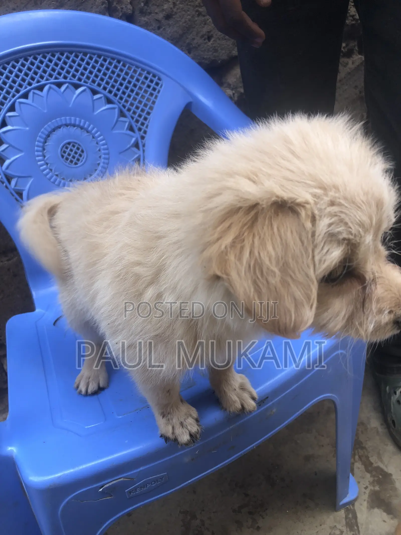 1-3 months Female Purebred Labrador Retriever