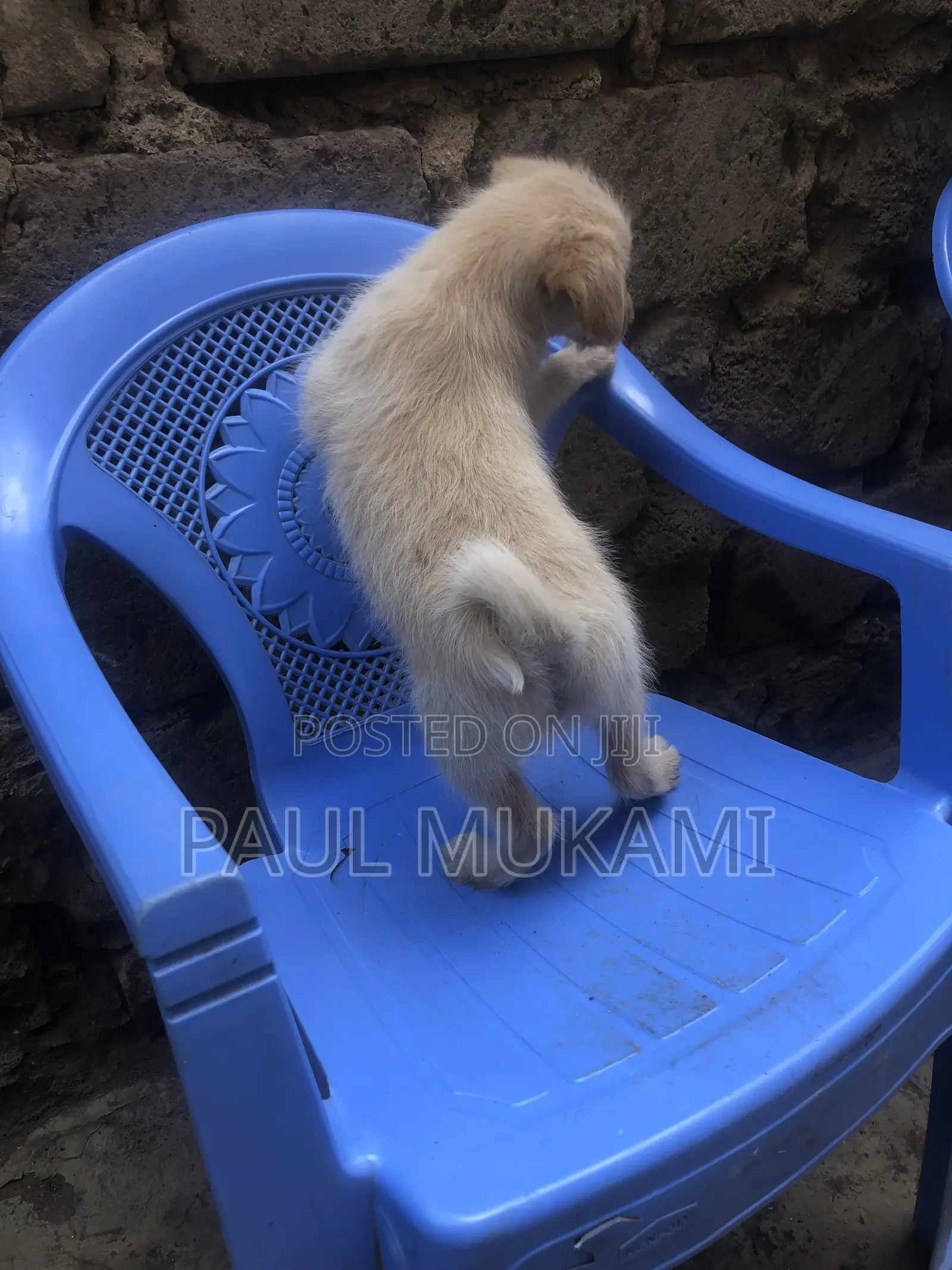 1-3 months Male Purebred Golden Retriever