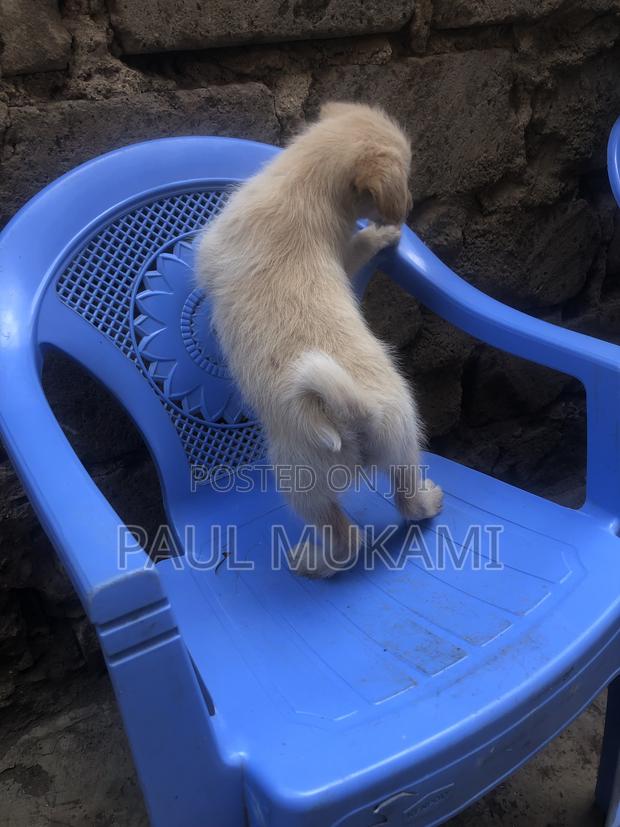 1-3 months Male Purebred Golden Retriever - main view