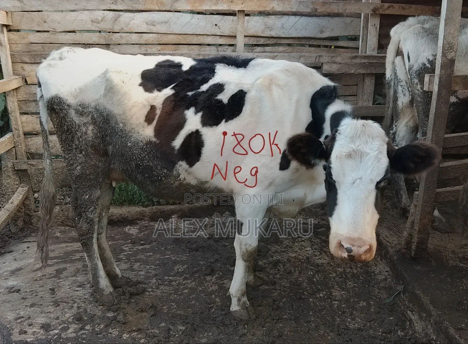 To Calf in September