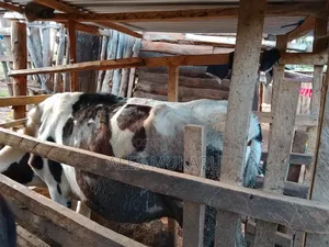 To Calf in September