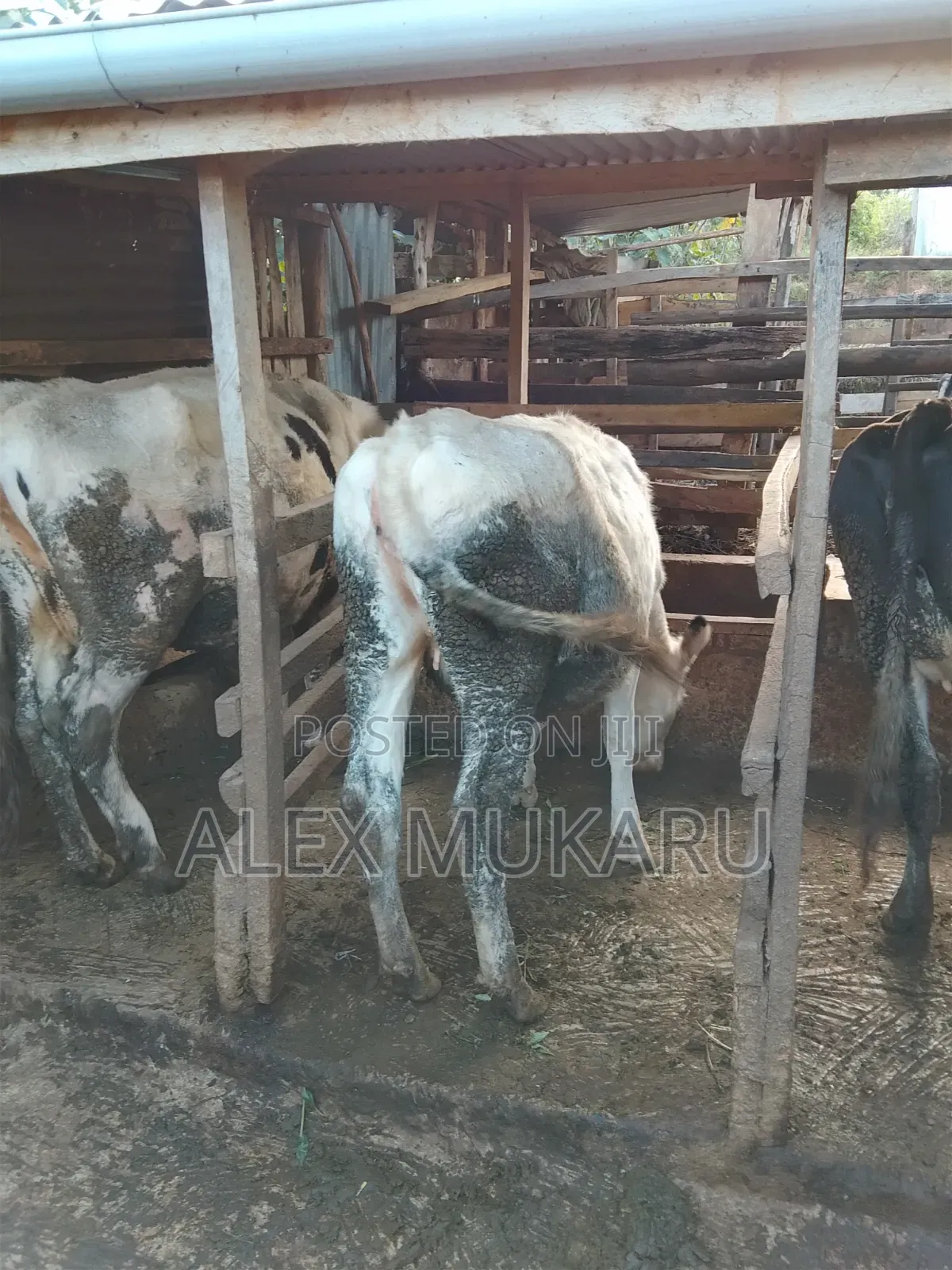 To Calf in September