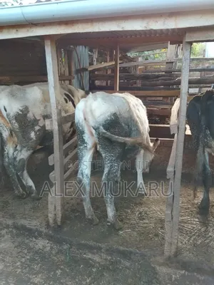 To Calf in September