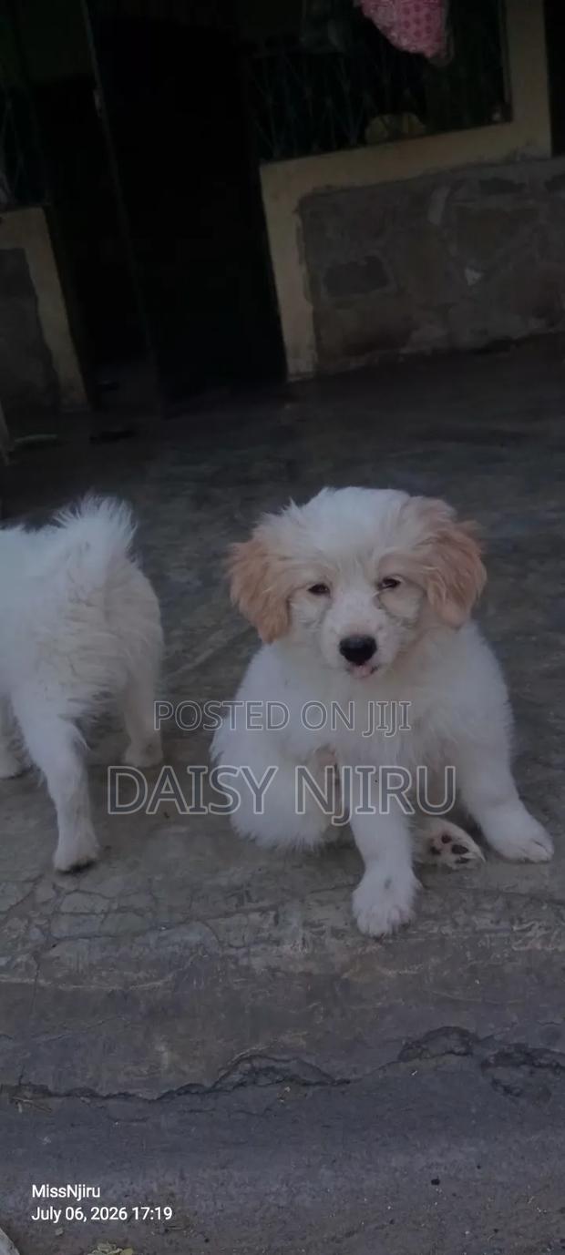 1-3 months Female Mixed Breed Maltese