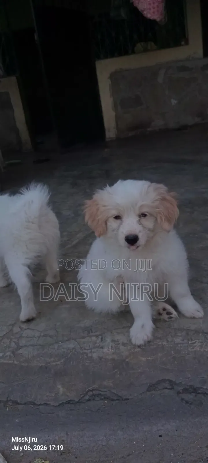 1-3 months Female Mixed Breed Maltese