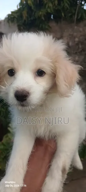 1-3 months Female Mixed Breed Maltese