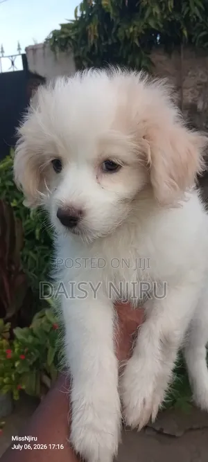 1-3 months Female Mixed Breed Maltese