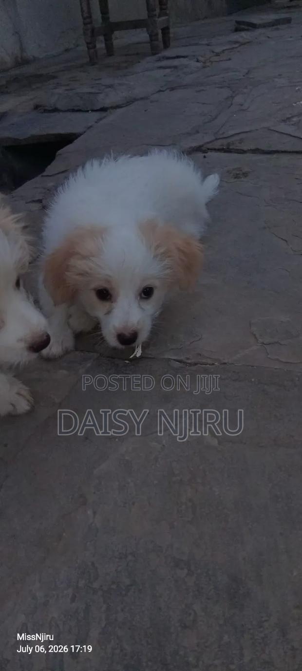 1-3 months Female Mixed Breed Maltese - thumbnail 4