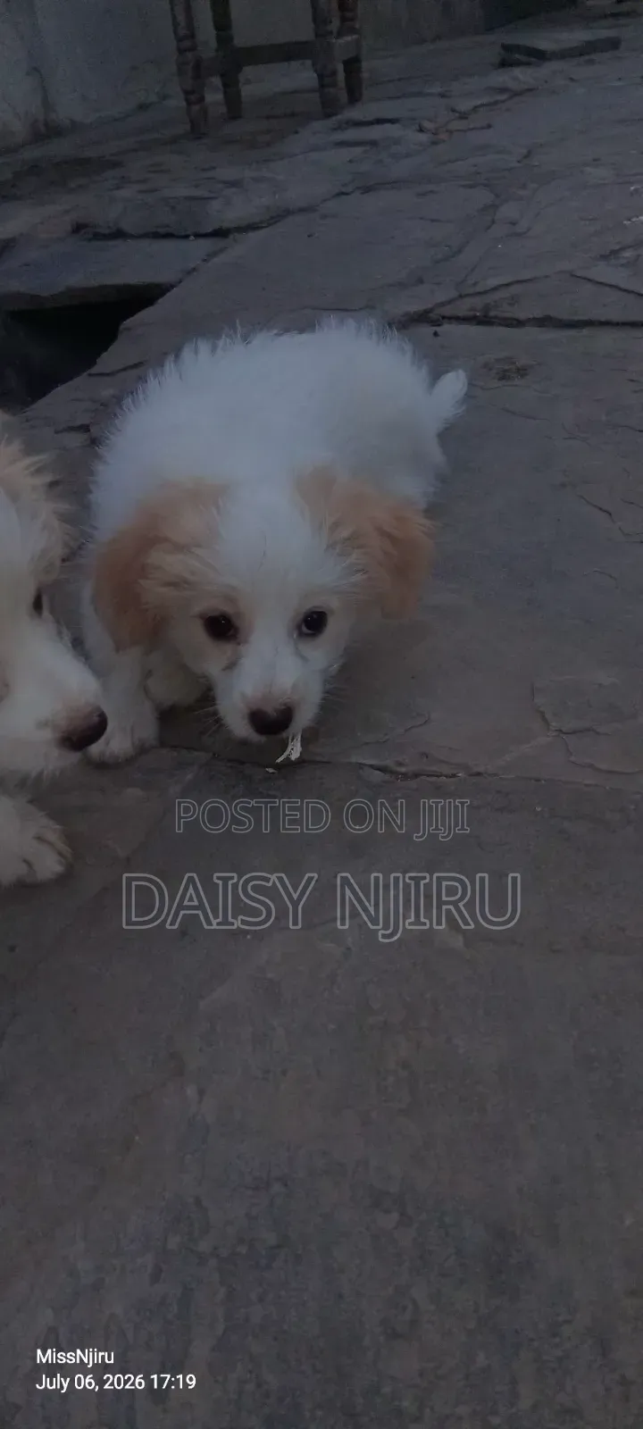 1-3 months Female Mixed Breed Maltese