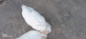 1-3 months Female Mixed Breed Maltese