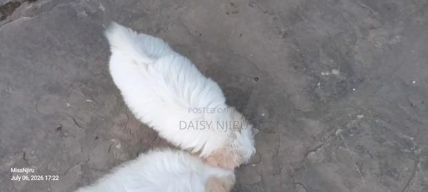 1-3 months Female Mixed Breed Maltese - thumbnail 5