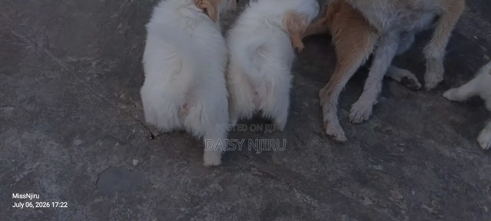 1-3 months Female Mixed Breed Maltese