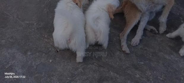1-3 months Female Mixed Breed Maltese - thumbnail 6