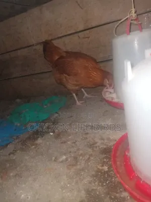 6 Month Old Sasso Chicken, Point of Lay Pure Breed F1.