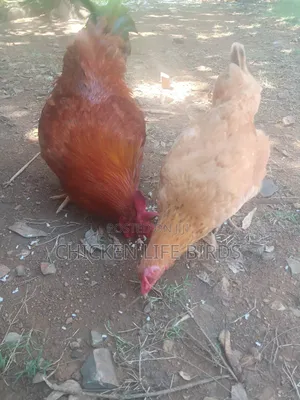 6 Month Old Sasso Chicken, Point of Lay Pure Breed F1.