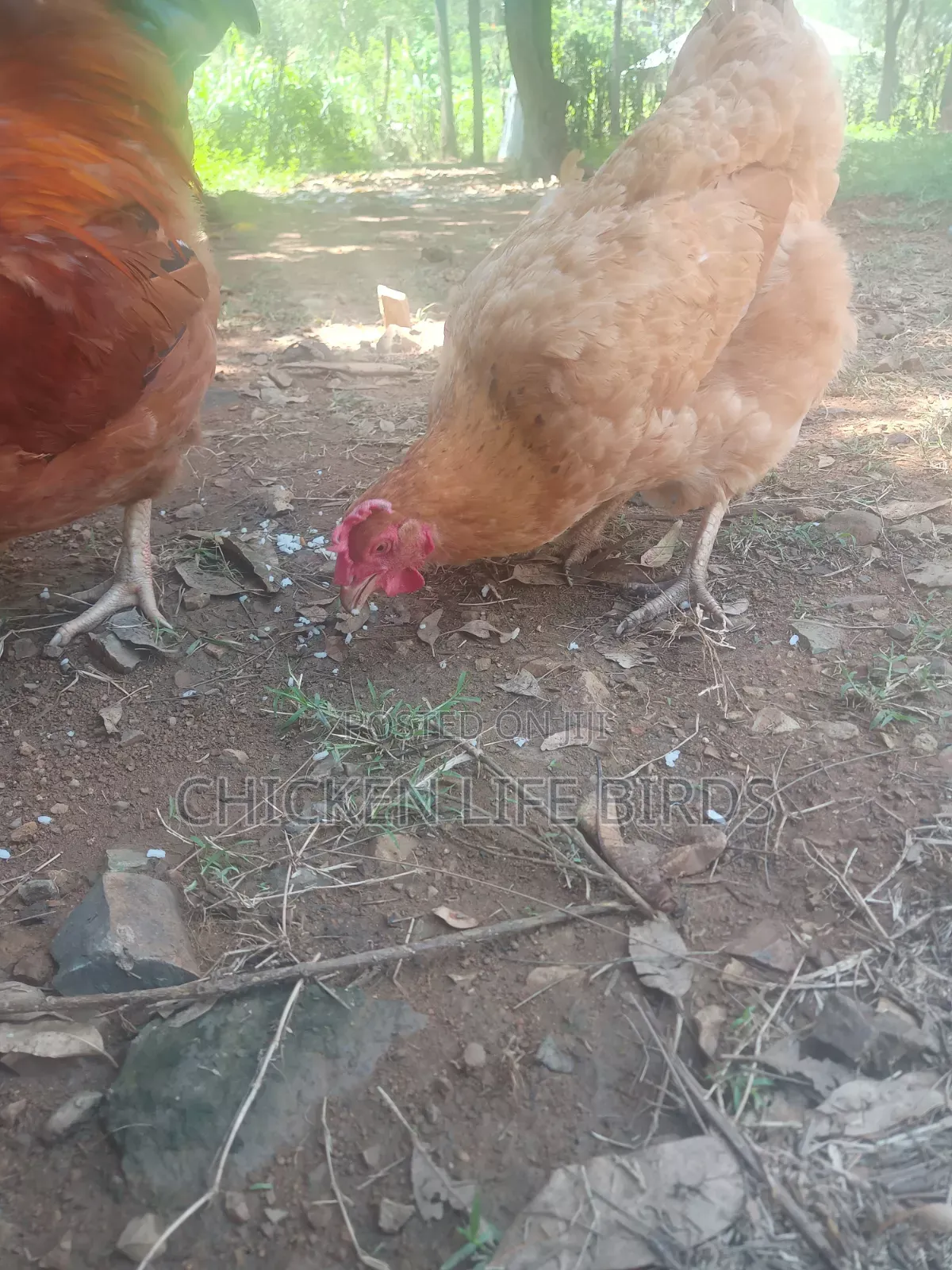 6 Month Old Sasso Chicken, Point of Lay Pure Breed F1.