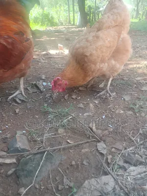 6 Month Old Sasso Chicken, Point of Lay Pure Breed F1.