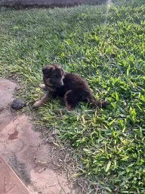 1-3 months Female Purebred German Shepherd